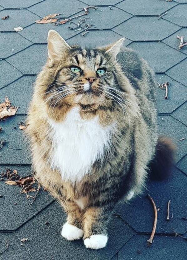 Annet - Kalkun Sigurd ??