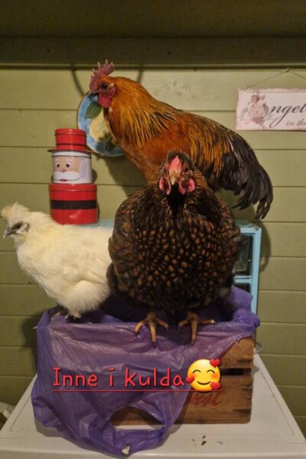 Annet - Kalkun Sigurd ??