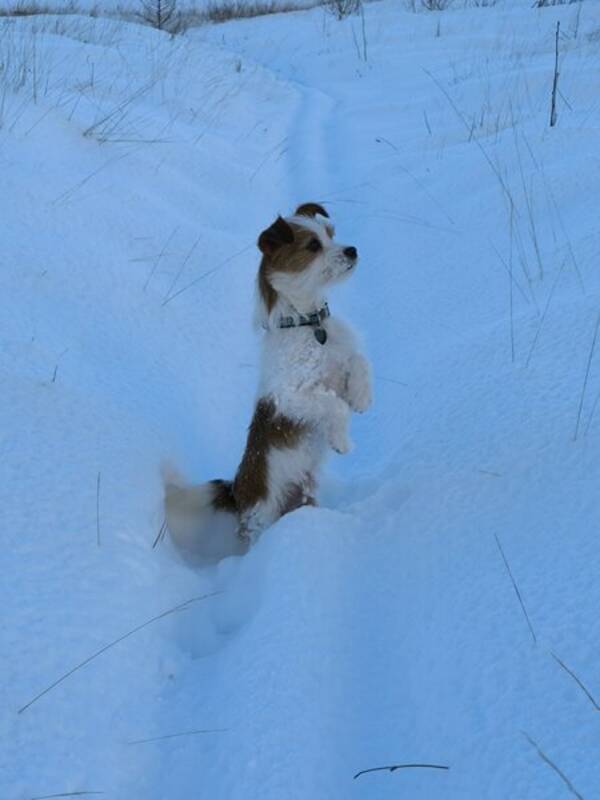 Hund - Jack Russell og pomchi 