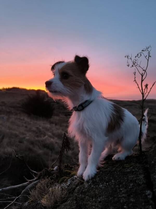 Hund - Jack Russell og pomchi 