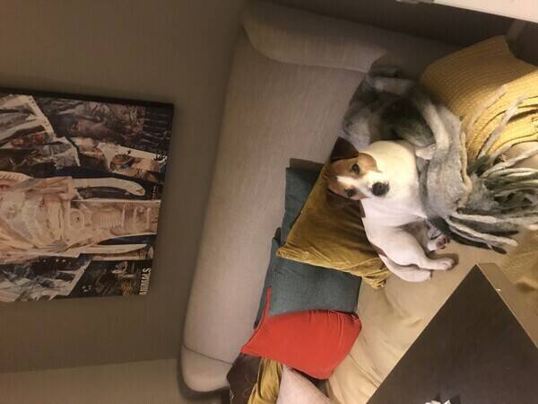 Hund - Jack Russel Tassen