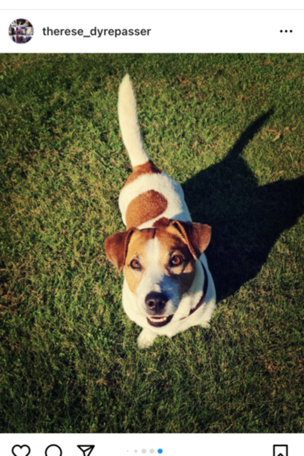 Hund - Jack Russel Tassen