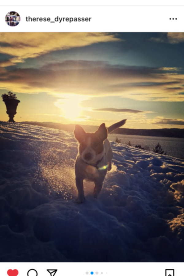 Hund - Jack Russel Tassen