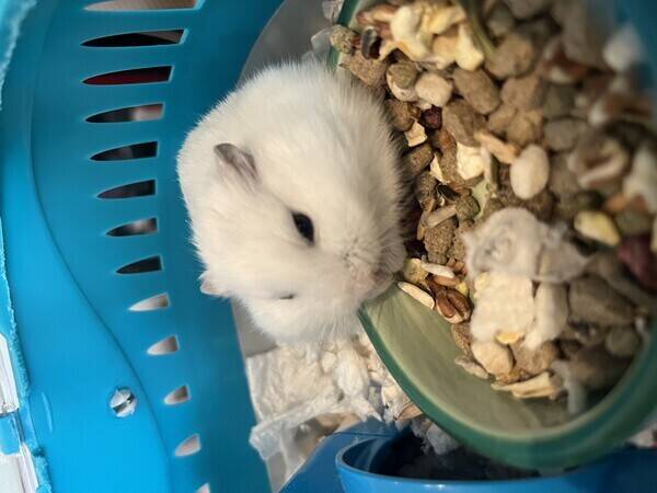 Annet - Hamster