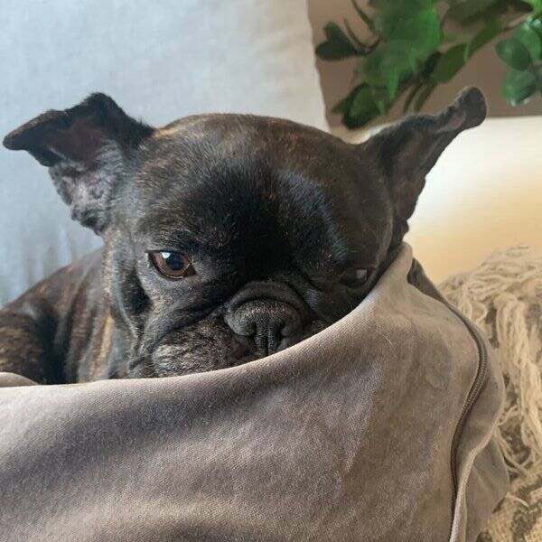 Hund - Frallan Dolly!