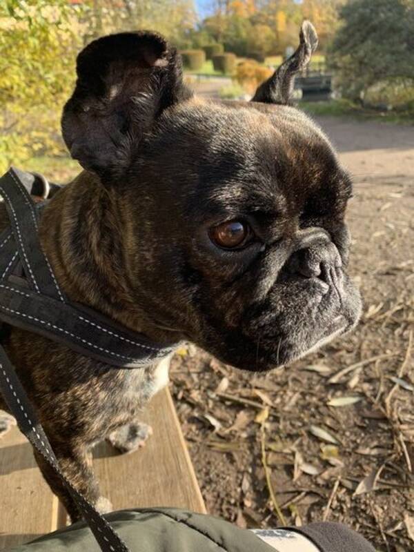 Hund - Frallan Dolly!