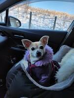 Linda chihuahua 13 r