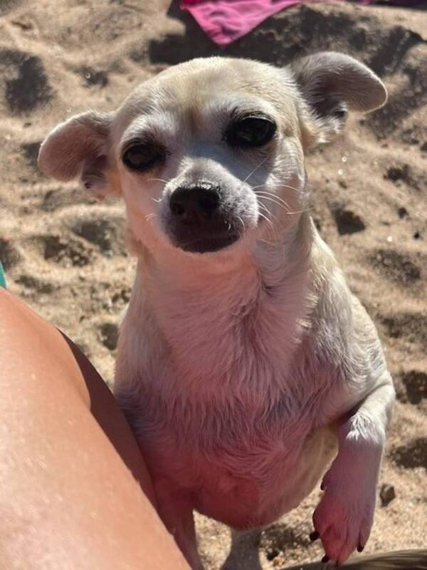 Hund - Linda chihuahua 13 r