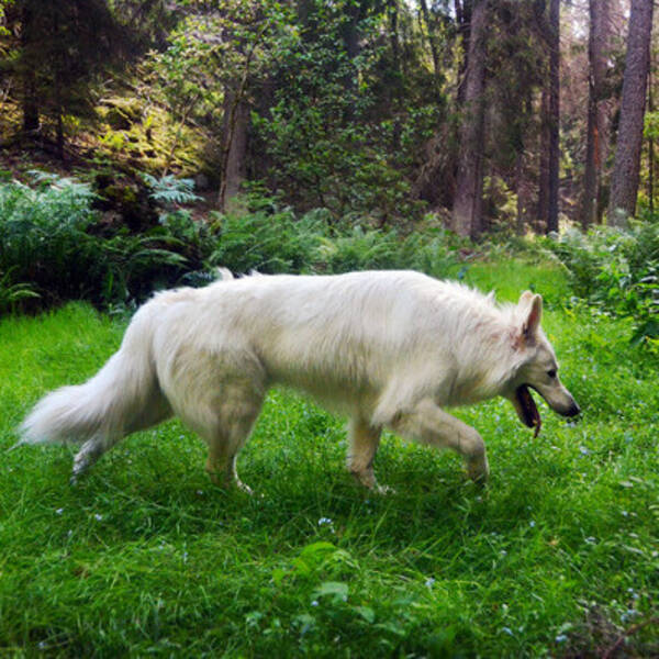 Hund - Nero, lnghrig vit herdehund