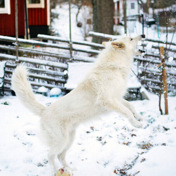 Hund - Nero, lnghrig vit herdehund