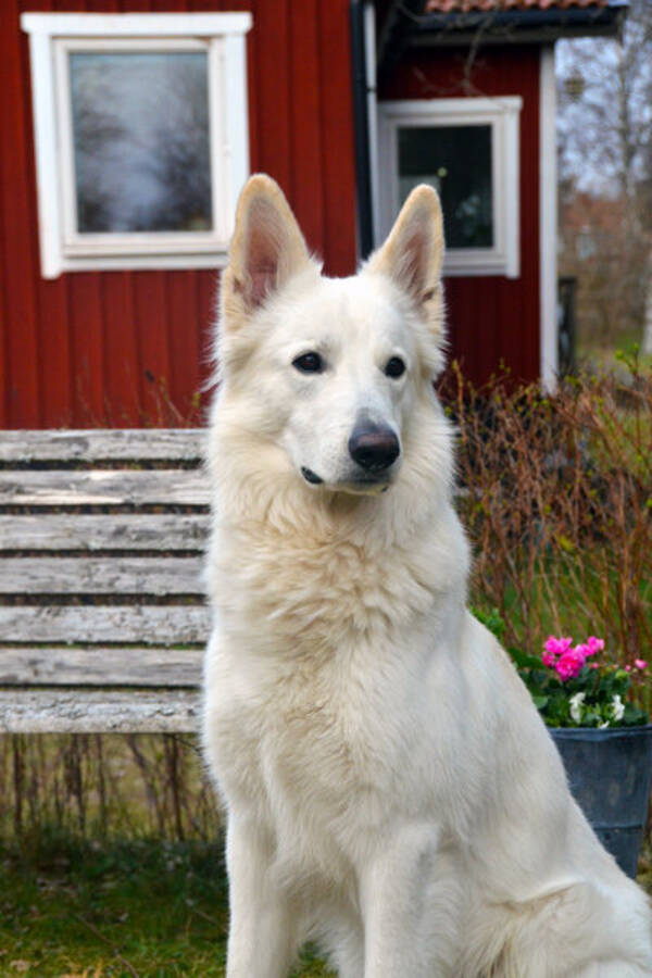 Hund - Nero, lnghrig vit herdehund