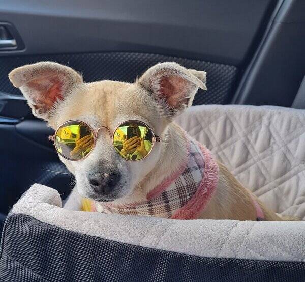 Hund - Linda chihuahua 13 r