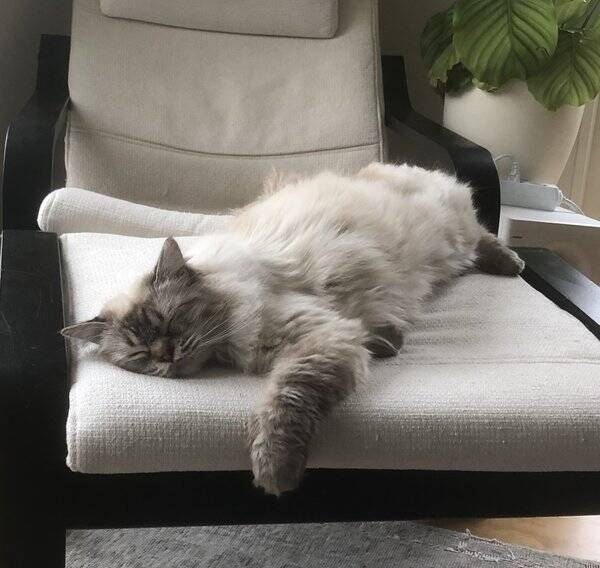Katt
