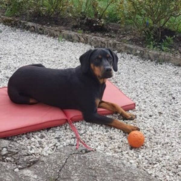 Hund - Bella