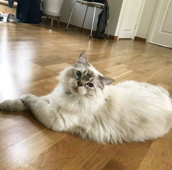 Katt