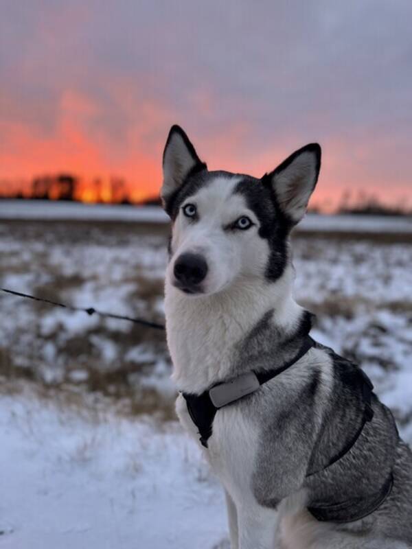 Hund - Siberian Husky- Akila