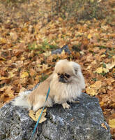 Pekingeser 