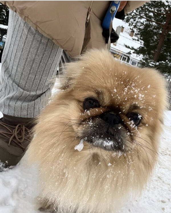 Hund - Pekingeser 