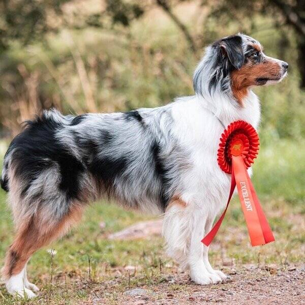 Hund - Tiva Australian Shepherd
