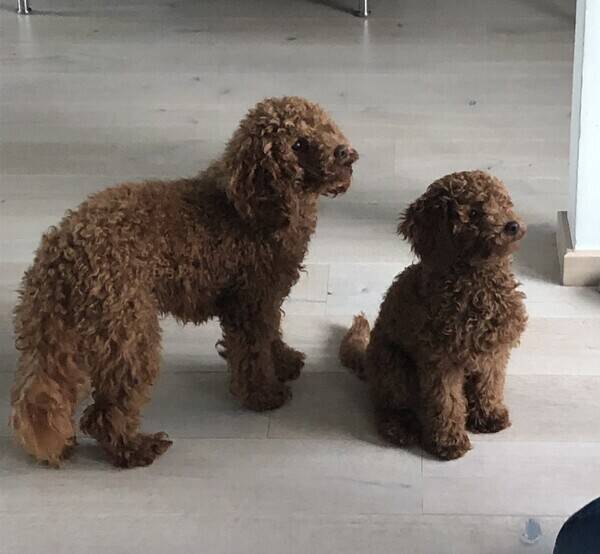 Hund - Dvergpuddler Holly og Raia