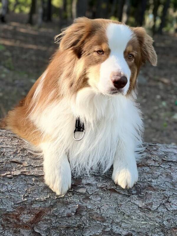 Hund - Min Charlie 