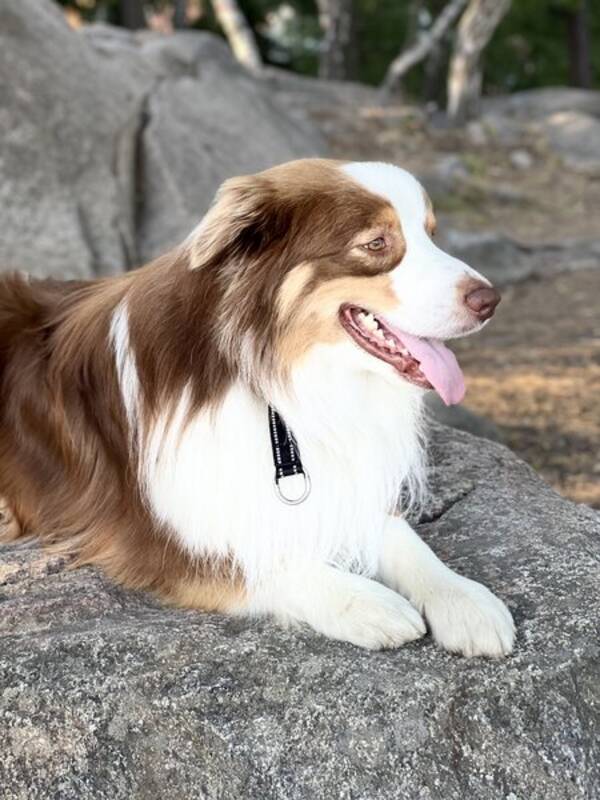 Hund - Min Charlie 