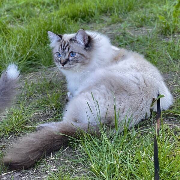 Katt - Ragdoll