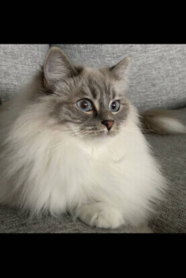 Katt - Ragdoll