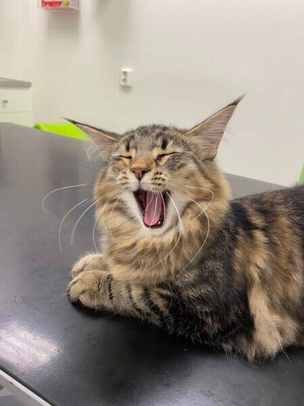 Katt - SE *Tough Luck's Gwendolina