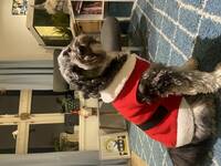 Tibetansk terrier Nelly