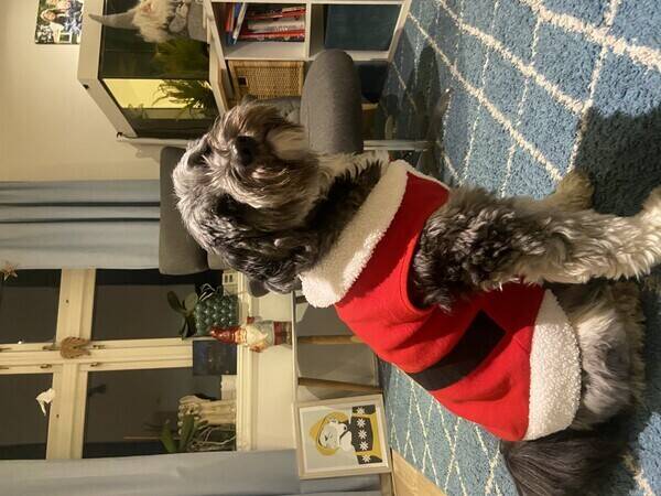 Hund - Tibetansk terrier Nelly