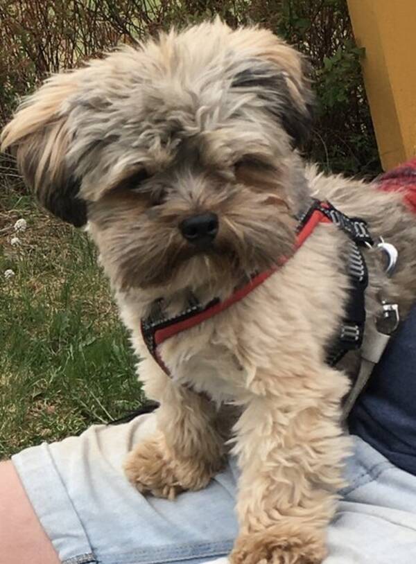 Hund - Yorkshireterrier + Hund - Yorkshireterrier +