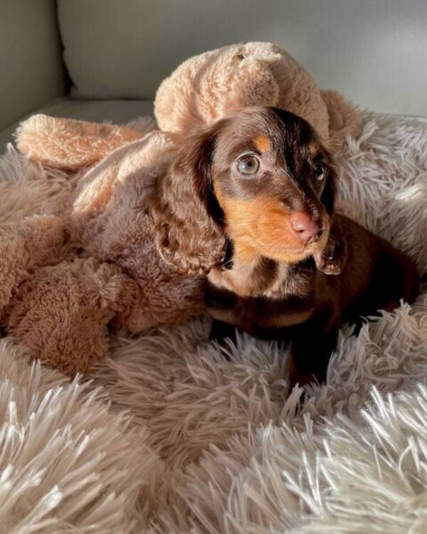 Hund - Leia, taxvalp Hund - Leia, taxvalp