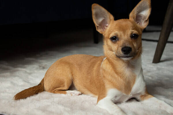 Hund - Chihuahuan Izzie