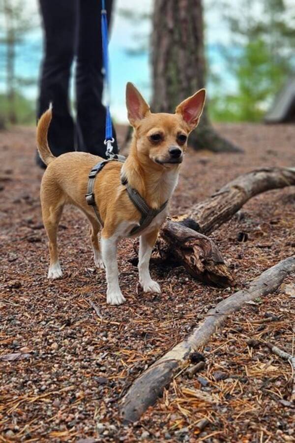 Hund - Chihuahuan Izzie