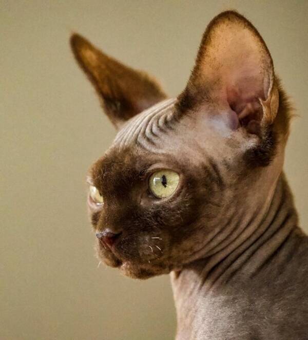 Katt - Katten  Gizmo som  r av rasen  Sphynx