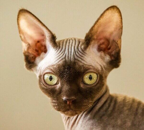 Katt - Katten  Gizmo som  r av rasen  Sphynx