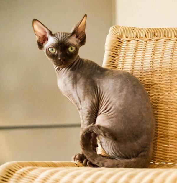 Katt - Katten  Gizmo som  r av rasen  Sphynx