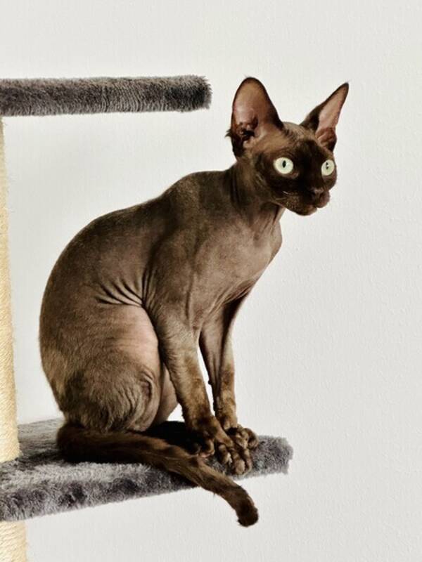 Katt - Katten Gizmo  Sphynx 3 år  Katt - Katten Gizmo  Sphynx 3 år