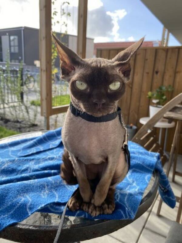 Katt - Katten Gizmo  Sphynx 3 år  Katt - Katten Gizmo  Sphynx 3 år