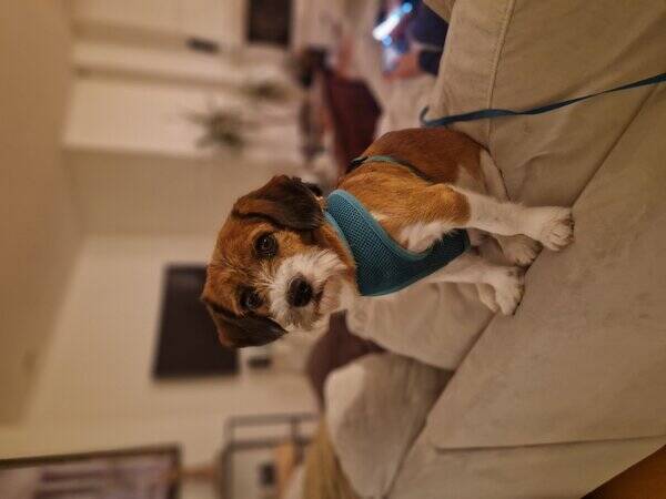 Hund - Blandras 