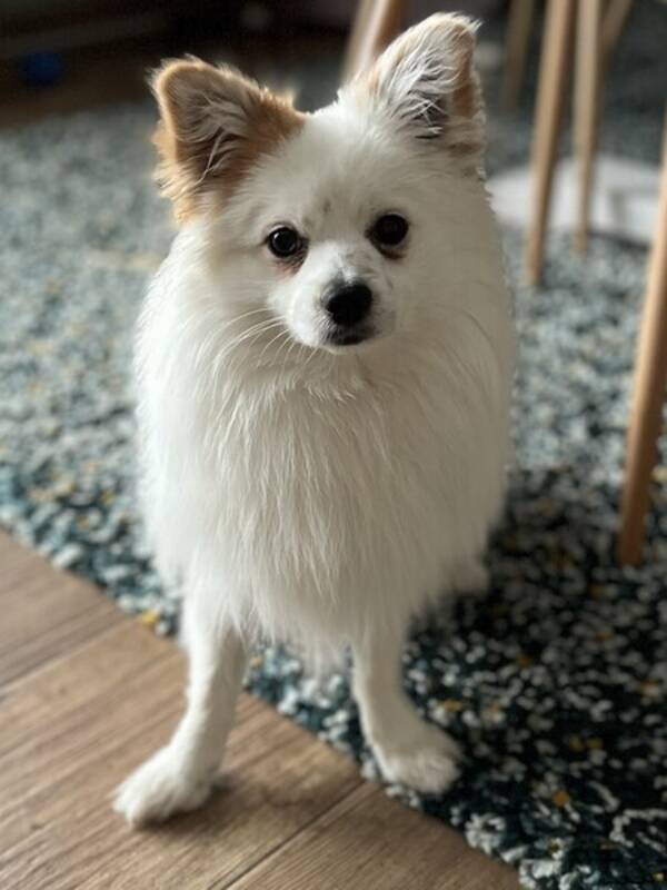 Hund - Pomeranian Papillon - Bowie