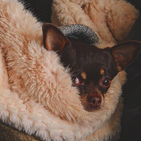 Hund - Chihuahua 