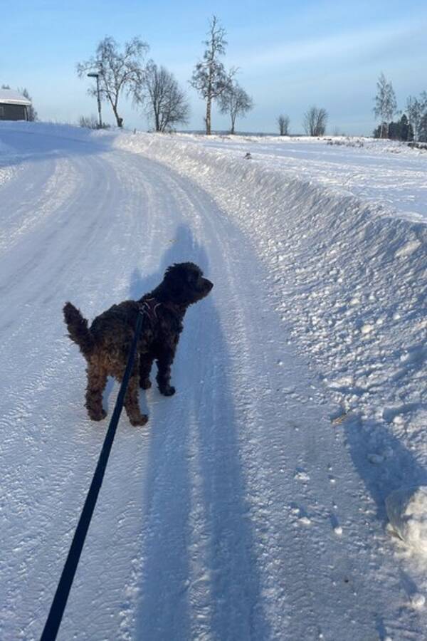 Hund - Cobberdog Molly