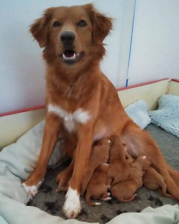 Hund - Tollaren Jojka