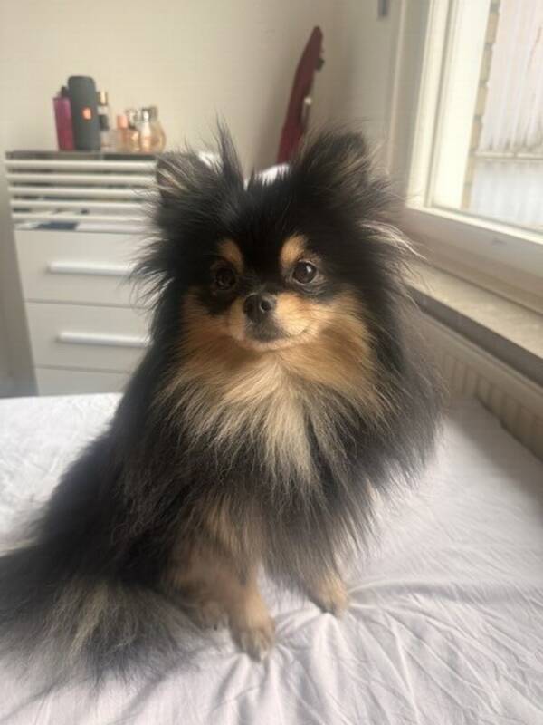 Hund - Black and Tan Pomeranian 