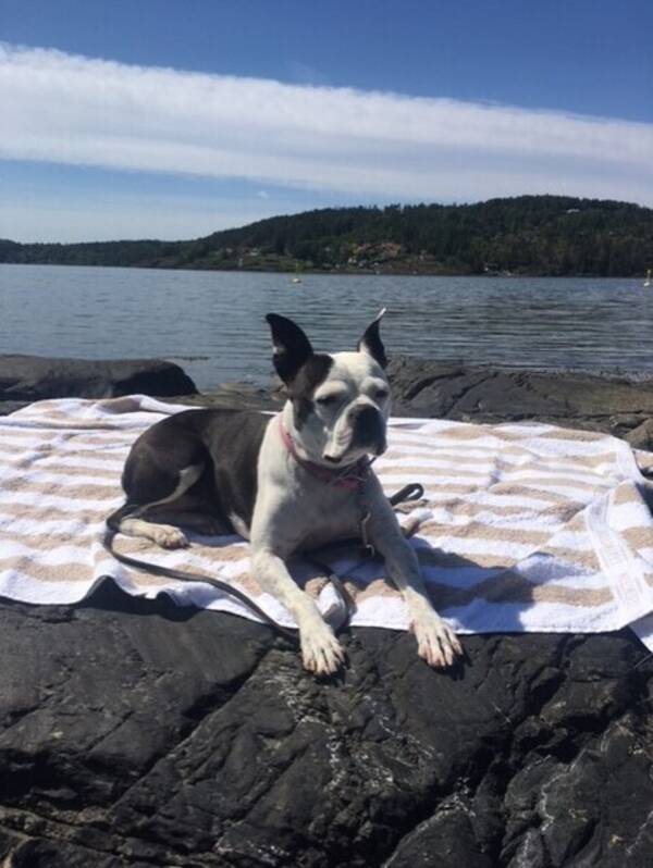 Hund - Boston Terrier Maizy