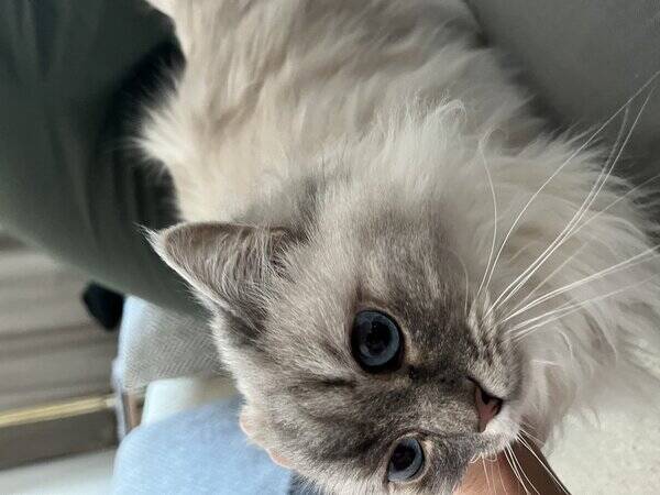 Katt - Fluffig vit katt