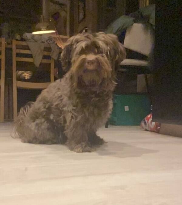 Hund - Bichon Havanais