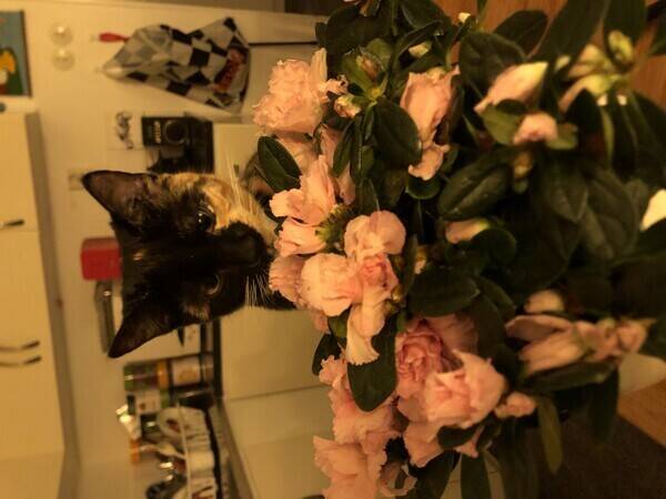 Katt - Moja